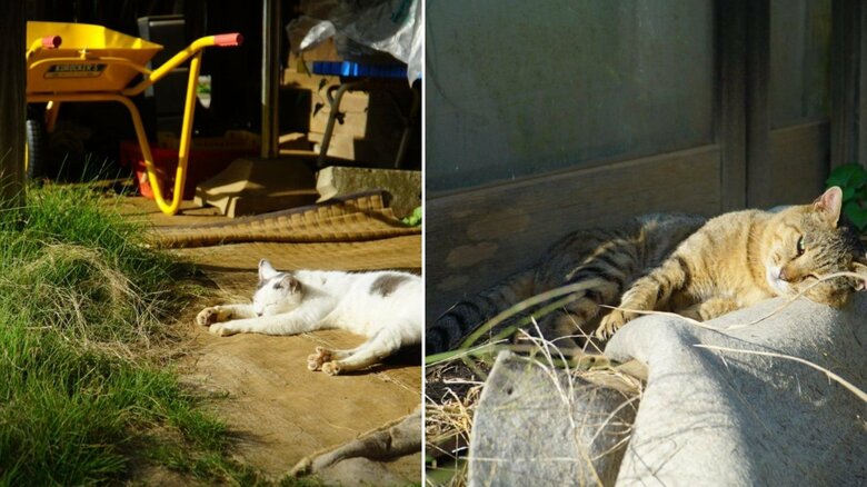 それぞれの日向ぼっこ