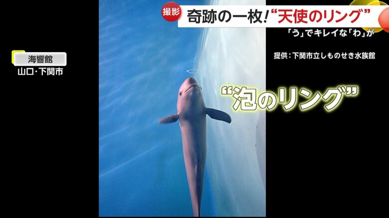 SNSに投稿された“奇跡の一枚”（山口・下関市の下関市立しものせき水族館「海響館」）