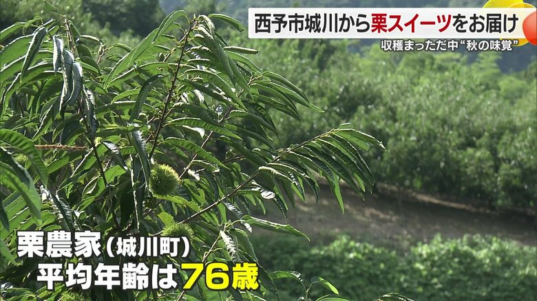 城川町の栗農家の平均年齢は７６歳と高齢化