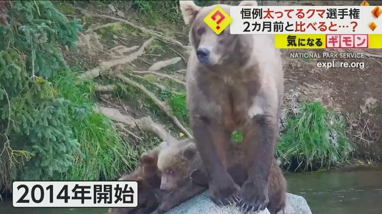 2014から始まった、公園の中で一番太ったクマを決める恒例のコンテスト