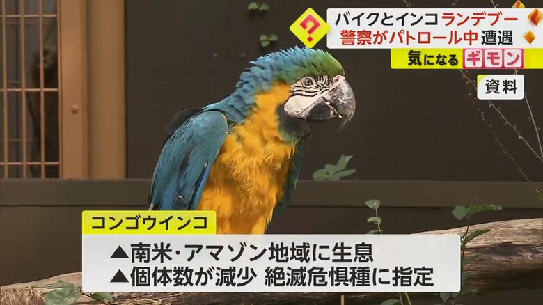 バイクの間を飛んでいた南米アマゾン地域に生息する“コンゴウインコ”