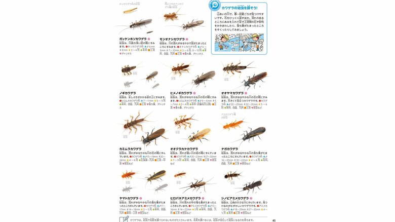図鑑への掲載イメージ（※制作中の紙面につき、内容は変更する可能性がある）