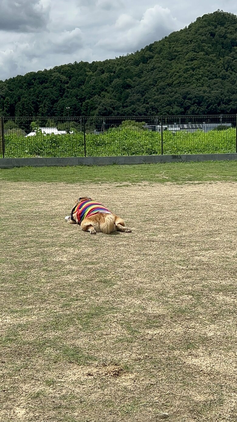 提供：柴リアンハスキーもちごめ兄弟さん