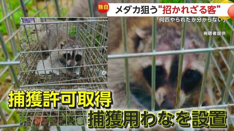 捕らえられたアライグマ（視聴者提供）