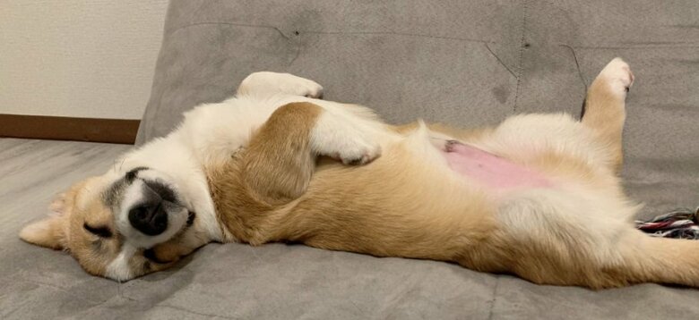 リラックスモードの銀太くん