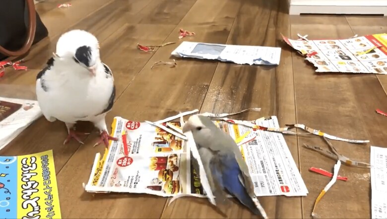広告で遊ぶ2羽（提供：ららこさん）