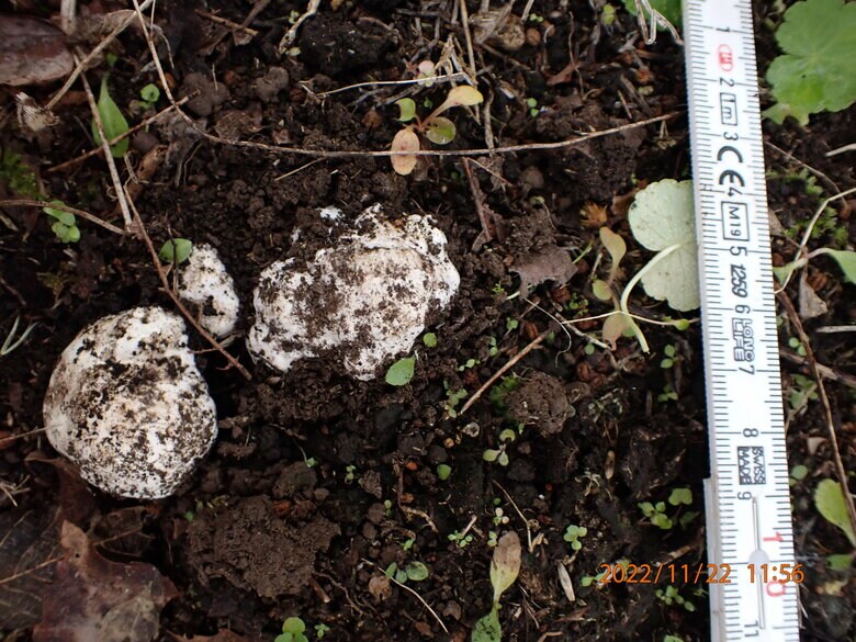 今回の研究で収穫したトリュフ（提供：森林総合研究所）