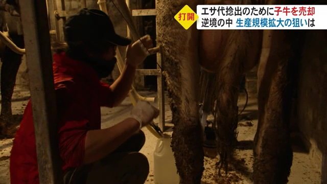 乳搾りを行う青沼さん