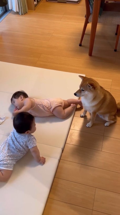 提供：柴犬　むぎさん