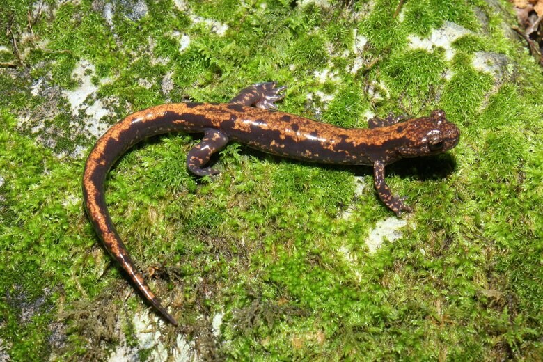 ハコネサンショウウオ（写真提供：国立科学博物館）
