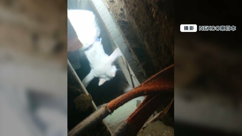 「メェ～」と鳴き、怖がる子ヤギに悪戦苦闘