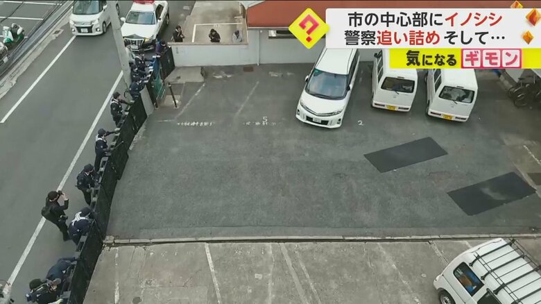追い詰められたイノシシが壁をジャンプで飛び越え逃走する瞬間①