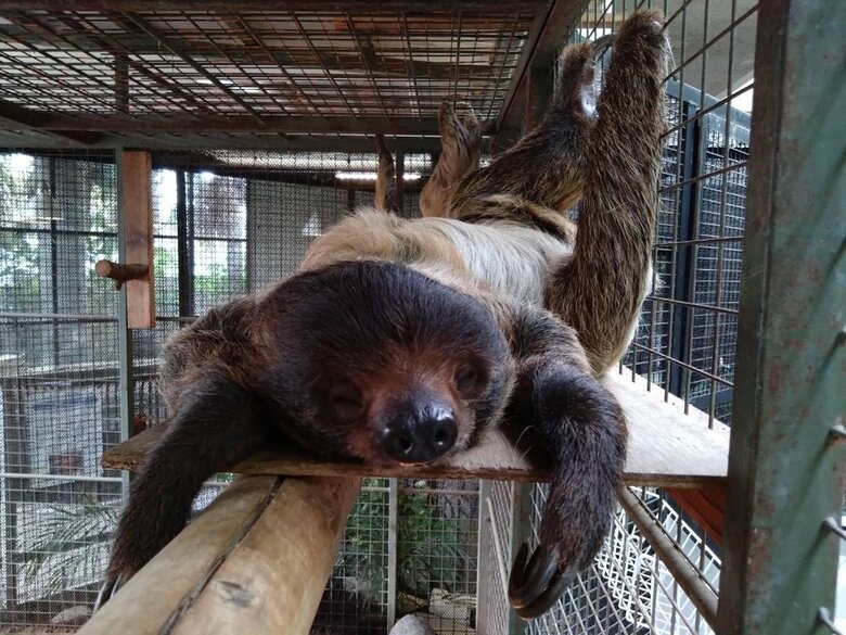 くつろぐ中のキンカンちゃん（提供：神戸市立王子動物園）