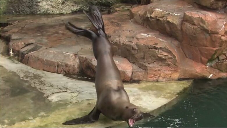 「倒立バイバイ」で逆立ちして尾びれを振るハマ