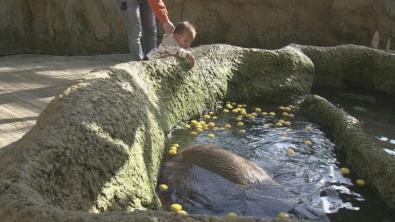 カピバラ用のお風呂