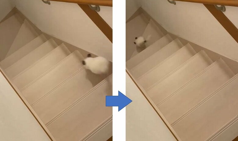 あっという間に駆け下りていったチンチラのしらこくん