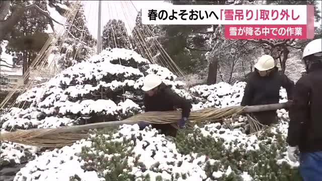春に向けて　福島・会津若松市の御薬園で雪吊りの取り外し作業　この冬は40cmの積雪も被害なし