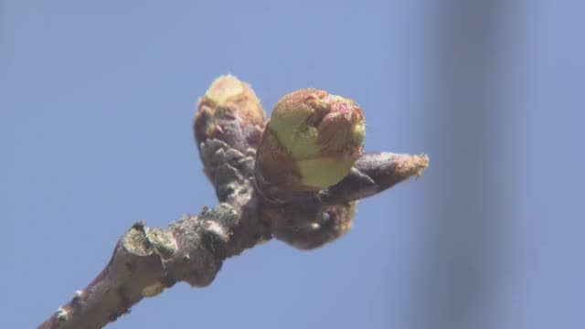 待ち遠しいサクラ　松山・道後公園の標本木は「ツボミの固さある」開花宣言は２２日前後か【愛媛】