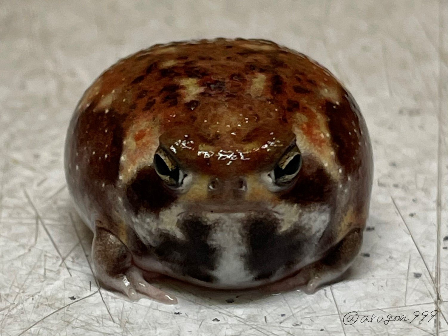 わらび餅みたい きな粉 色の丸いカエルが可愛い なぜこんな色 投稿者に聞いてみた Fnnプライムオンライン わらび餅 によく似たカエル がtwitterに投 ｄメニューニュース Nttドコモ