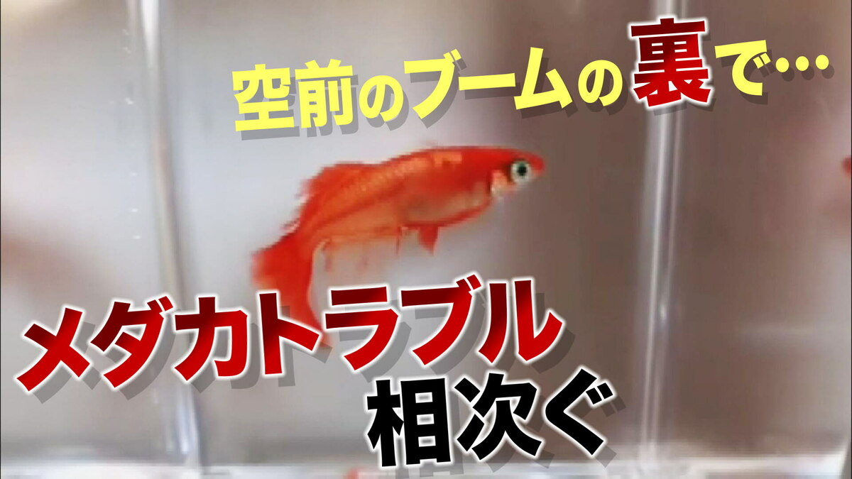 空前“メダカブーム”の裏側でトラブル相次ぐ 許せない「炎姫」の悲劇も・・・ 【大阪発】｜FNNプライムオンライン