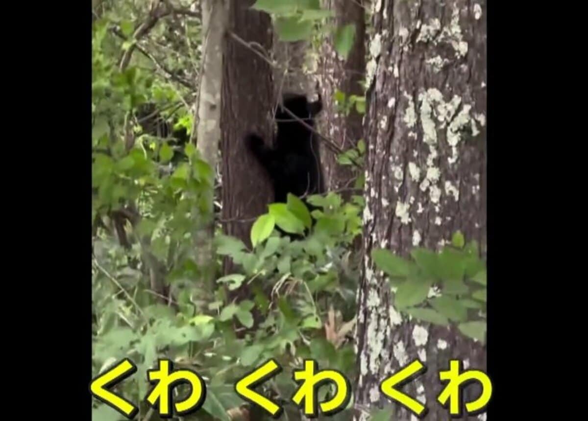 くわ、くわ」小グマの鳴き声は“危険なサイン” 専門家「襲われる可能性