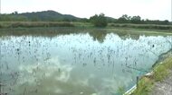 倉敷市にある県管理の水門破損で農地に海水…県が塩害被害の農家に１０戸に約８００万円支払い【岡山】