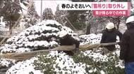 春に向けて　福島・会津若松市の御薬園で雪吊りの取り外し作業　この冬は40cmの積雪も被害なし