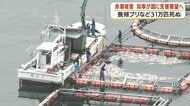 鹿児島・長島町沖の赤潮被害、12億8000万円に　鹿児島・熊本が合同で国に支援要望へ