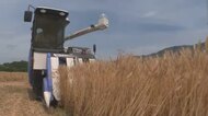 梅雨入り発表で作業も急ピッチ！パン作りに適した津山産ブランド小麦「せときらら」の収穫始まる【岡山】