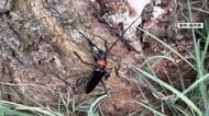 「1年で木を枯らす」特定外来生物クビアカツヤカミキリ　おおい町で北陸で初確認　ウメ産地に危機感…すべての木を調査へ