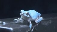 10万分の1の確率“水色のカエル”　うみたまごで展示　観光客「すごかった、存在するんだ」大分