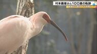 「トキのおかげで今日まで生きてきた」能登に舞い戻る朱鷺色の翼、トキ復活に生涯を捧げた100歳の男性が見届ける日