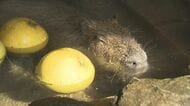  冬至に「ざぼん湯」で冬気分のカピバラ お腹も満たしてご満悦 長風呂が趣味の「くりーむ」が風呂を独占