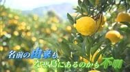 「佐賀県から消したくない」馬渡島の柑橘「ゲンコウ」を使用したビールで島を元気に【佐賀県】