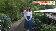 高知『あじさい神社』110種1500株が見頃　全国から愛好家が訪れる春野の名所
