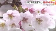 「標本木はまだ『つぼみ』でも、霧島神宮はほぼ満開」鹿児島の桜、場所で大きく差が出る春の色