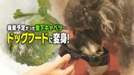 大雪で収穫できず廃棄予定だった“雪下キャベツ”…ペットショップが救いの手！ドッグフードに加工・販売「消費者に届いたことがうれしい」