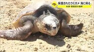 傷癒えたウミガメ 元気に海へ 沖縄・糸満市