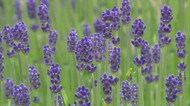 一面のコバルトブルー まきばの館でラベンダー見頃【岡山・美咲町】