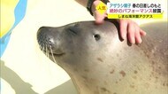 すくすく成長中!ゴマフアザラシ「だいふく」かわいい盛り2年目の春(島根)