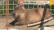 なぜ?!カピバラが住宅街に出没 “裸”の警察官らが大捕り物 一体どこから? 北九州市