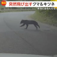 【独自】「本当に出るんだ」突然飛び出すクマ＆キツネ…群馬の山道で体長約1.5mのクマ　埼玉では真っ暗な道路にキツネ出没