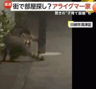 「え！？子グマがいる？」川崎市で暗闇の中に“光る目”…正体は「アライグマ」　 アメリカでは“ストーブ暮らし”のアライグマ一家も