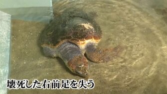 右前足のないウミガメとの出会いで学んだ ごみ問題 の深刻さ 子供たちも劇で表現