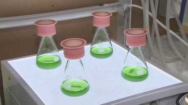 Algae-Powered Airplanes? Aiming for World Leadership in Biofuel