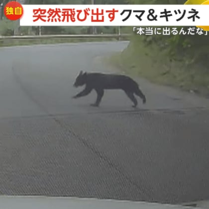 【独自】「本当に出るんだ」突然飛び出すクマ＆キツネ…群馬の山道で体長約1.5mのクマ　埼玉では真っ暗な道路にキツネ出没