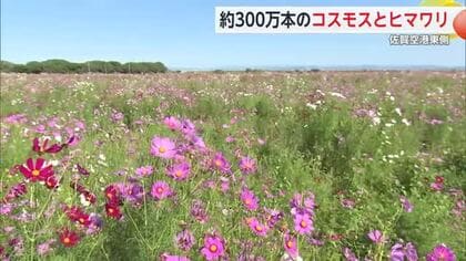佐賀空港のコスモス 今年はひまわりも同時に楽しめる 今月末にかけて見頃【佐賀県】