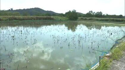 倉敷市にある県管理の水門破損で農地に海水…県が塩害被害の農家に１０戸に約８００万円支払い【岡山】