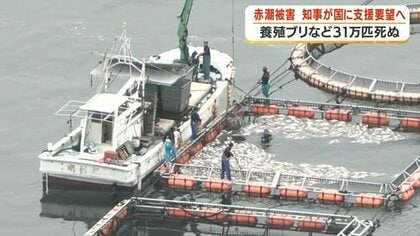 鹿児島・長島町沖の赤潮被害、12億8000万円に　鹿児島・熊本が合同で国に支援要望へ