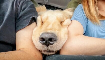「肘置いてても入ってくる」どんなに狭くても飼い主の間にいたい犬がかわいい…別の日の顔もすごかった